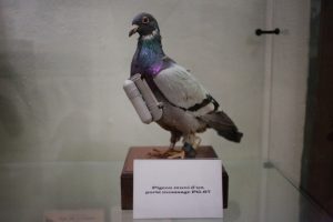transmission pigeon